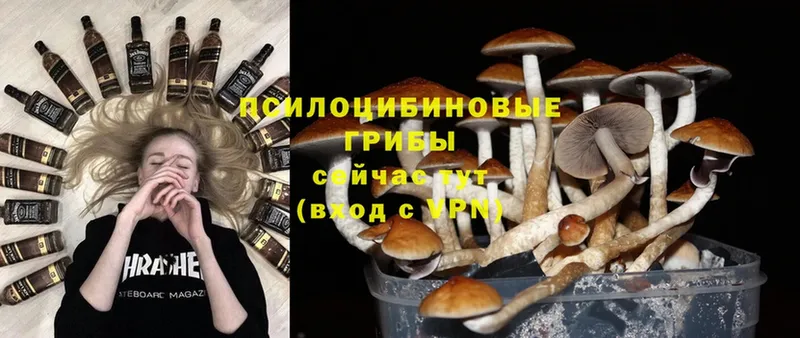 Галлюциногенные грибы Magic Shrooms  где купить наркоту  Калининец 